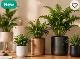 Indoor Plant Set (3 Pcs)